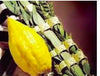 Lulav & Etrog: Widest Selection in the Southern hemisphere ! - Lulav & Etrog - Sukkahmart South Africa