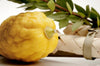 Lulav & Etrog: Widest Selection in the Southern hemisphere ! - Lulav & Etrog - Sukkahmart South Africa