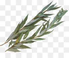 Kosher Aravot for the set and for hoshaanot